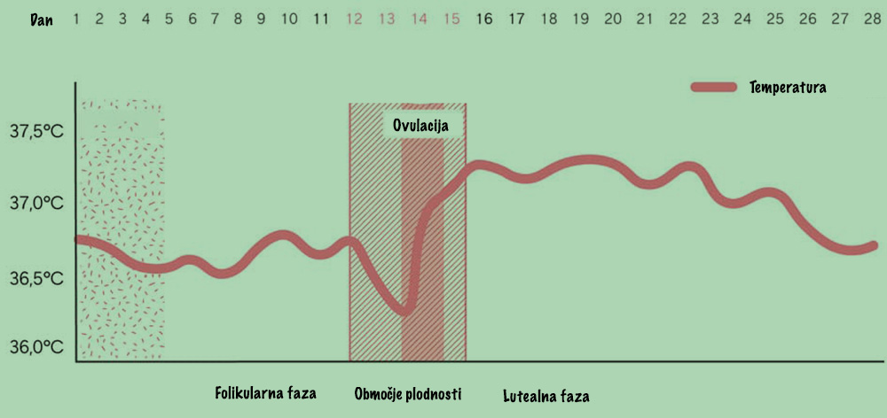 diagram-ovulacije